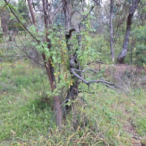 Rosa rubiginosa at Mount Majura - 21 Feb 2024 04:48 PM