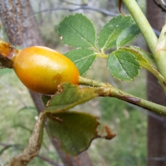 Rosa rubiginosa at Mount Majura - 21 Feb 2024 04:48 PM