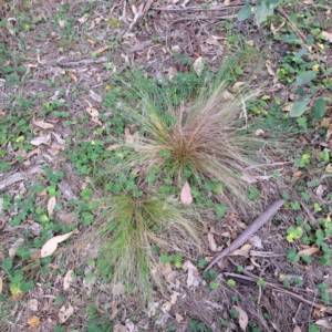 Nassella trichotoma at Mount Majura - 21 Feb 2024