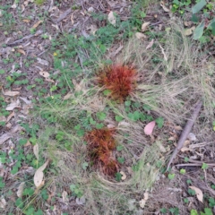 Nassella trichotoma at Mount Majura - 21 Feb 2024