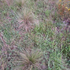 Nassella trichotoma (Serrated Tussock) at Watson, ACT - 21 Feb 2024 by abread111