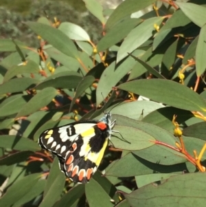 Delias aganippe at Kosciuszko National Park - 26 Mar 2017