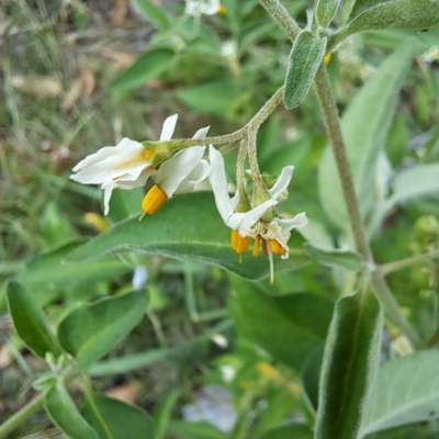 Solanum chenopodioides (Whitetip Nightshade) at Watson, ACT - 21 Feb 2024 by abread111