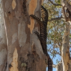 Varanus varius (Lace Monitor) at Burrinjuck, NSW - 19 Feb 2024 by Bidge