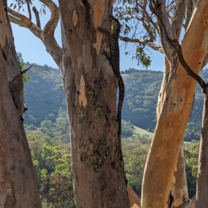 Varanus varius at Burrinjuck, NSW - suppressed