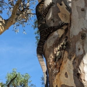 Varanus varius at Burrinjuck, NSW - suppressed