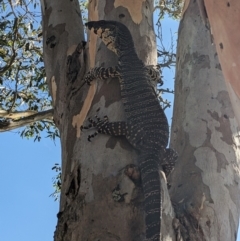 Varanus varius at Burrinjuck, NSW - suppressed