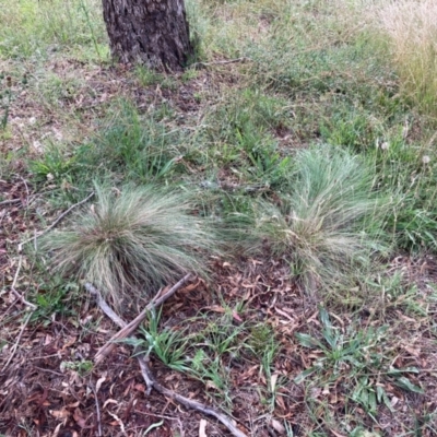 Nassella trichotoma (Serrated Tussock) at The Fair, Watson - 21 Feb 2024 by waltraud