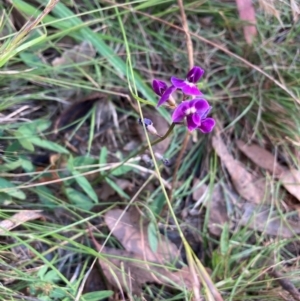 Glycine tabacina at The Fair, Watson - 21 Feb 2024 06:51 PM