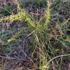 Bursaria spinosa subsp. lasiophylla (Australian Blackthorn) at The Fair, Watson - 21 Feb 2024 by waltraud