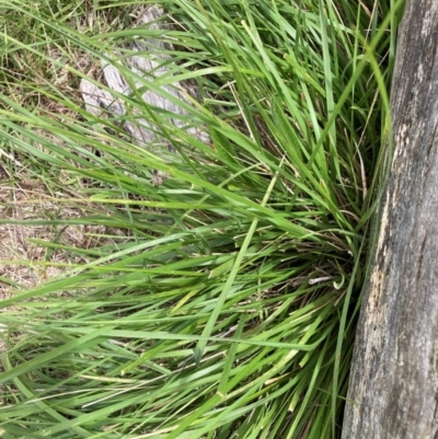 Nassella neesiana (Chilean Needlegrass) at The Fair, Watson - 21 Feb 2024 by waltraud