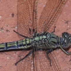 Milichiidae (family) at Wellington Point, QLD - 19 Feb 2024 by TimL