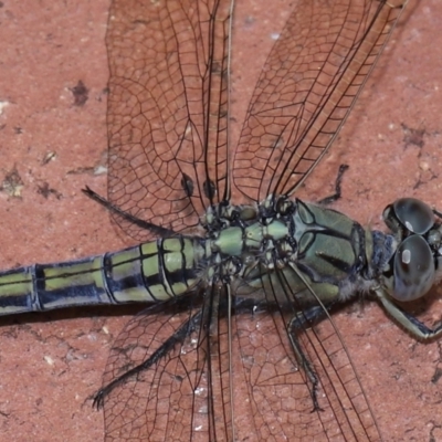 Milichiidae (family) at  - suppressed by TimL