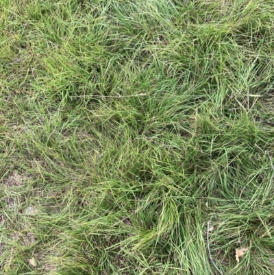 Nassella neesiana (Chilean Needlegrass) at Watson, ACT - 21 Feb 2024 by waltraud