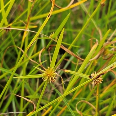 Cyperus sphaeroideus (Scented Sedge) at The Pinnacle - 19 Feb 2024 by sangio7