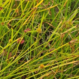 Cyperus sphaeroideus at The Pinnacle - 20 Feb 2024