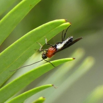 Braconidae sp. (family) at Braemar, NSW - 20 Feb 2024 by Curiosity