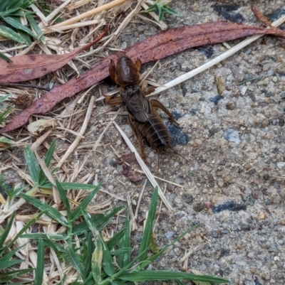 Gryllotalpa sp. (genus) (Mole Cricket) at Watson, ACT - 20 Feb 2024 by AniseStar