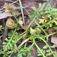 Leptinella filicula (Mountain Cotula) at Harolds Cross, NSW - 20 Feb 2024 by JaneR