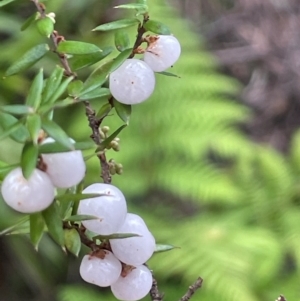 Acrotriche leucocarpa at QPRC LGA - 21 Feb 2024