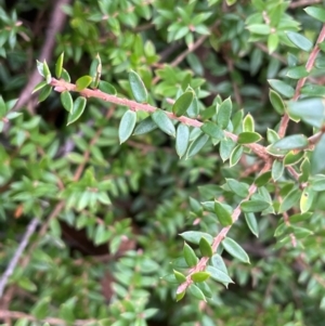 Acrotriche leucocarpa at QPRC LGA - 21 Feb 2024