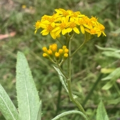 Senecio linearifolius (Fireweed Groundsel, Fireweed) at Rossi, NSW - 21 Feb 2024 by JaneR