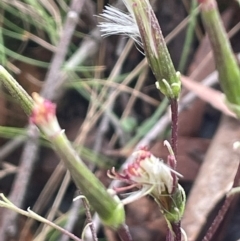 Arrhenechthites mixtus (Purple Fireweed) at Captains Flat, NSW - 21 Feb 2024 by JaneR