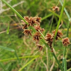 Cyperus lhotskyanus at The Pinnacle - 20 Feb 2024