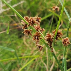 Cyperus lhotskyanus at The Pinnacle - 20 Feb 2024