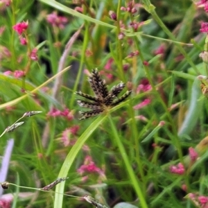 Cyperus sanguinolentus at The Pinnacle - 20 Feb 2024