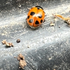 Hippodamia variegata (Spotted Amber Ladybird) at Kangaroo Valley, NSW - 21 Feb 2024 by lbradleyKV