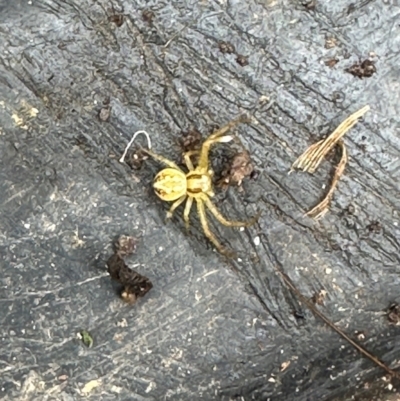 Unidentified Other hunting spider at Kangaroo Valley, NSW - 21 Feb 2024 by lbradleyKV