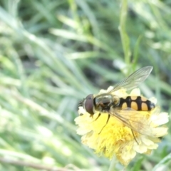 Melangyna sp. (genus) (Hover Fly) at Emu Creek Belconnen (ECB) - 20 Feb 2024 by JohnGiacon