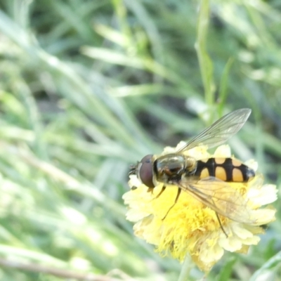 Melangyna sp. (genus) (Hover Fly) at Emu Creek - 20 Feb 2024 by JohnGiacon