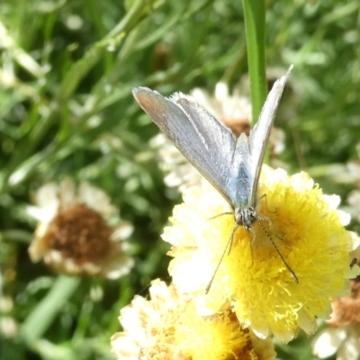 Zizina otis (Common Grass-Blue) at Emu Creek Belconnen (ECB) - 20 Feb 2024 by JohnGiacon