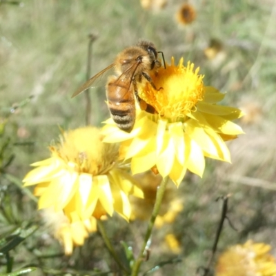 Apis mellifera (European honey bee) at Emu Creek - 20 Feb 2024 by JohnGiacon