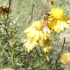 Apis mellifera at Emu Creek Belconnen (ECB) - 20 Feb 2024 04:16 PM