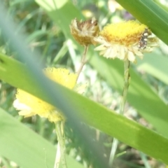 Glyphipterix chrysoplanetis (A Sedge Moth) at Emu Creek Belconnen (ECB) - 20 Feb 2024 by JohnGiacon