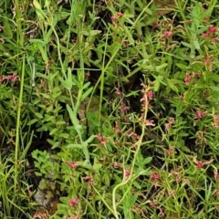 Haloragis heterophylla (Variable Raspwort) at Whitlam, ACT - 20 Feb 2024 by sangio7