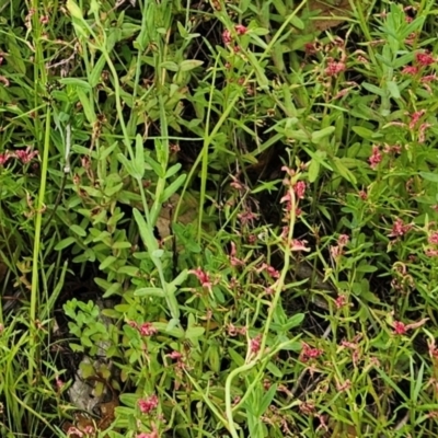 Haloragis heterophylla (Variable Raspwort) at Whitlam, ACT - 20 Feb 2024 by sangio7