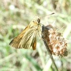 Ocybadistes walkeri (Green Grass-dart) at Emu Creek - 20 Feb 2024 by JohnGiacon