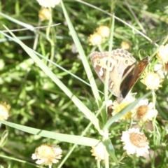 Junonia villida (Meadow Argus) at Emu Creek - 20 Feb 2024 by JohnGiacon