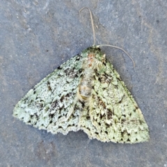 Hypodoxa muscosaria (Textured Emerald) at QPRC LGA - 22 Feb 2024 by MatthewFrawley