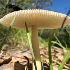 Unidentified Cap on a stem; gills below cap [mushrooms or mushroom-like] at Kangaroo Valley, NSW - 22 Feb 2024 by lbradleyKV