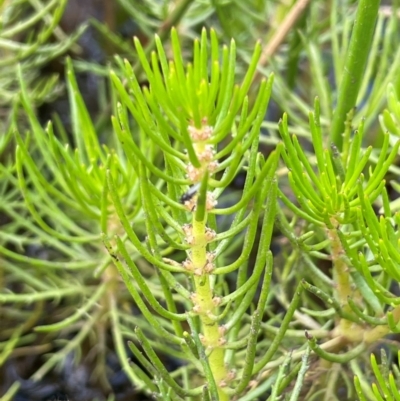 Myriophyllum variifolium (Varied Water-milfoil) at Mt Holland - 19 Feb 2024 by JaneR