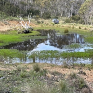 Myriophyllum variifolium at Mt Holland - 19 Feb 2024