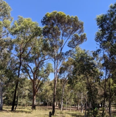 Eucalyptus viridis (Green Mallee) at Higgins, ACT - 22 Feb 2024 by MattM