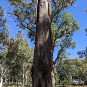 Eucalyptus viridis at Higgins Woodland - 22 Feb 2024 11:23 AM