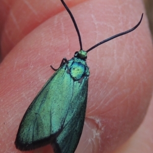 Pollanisus viridipulverulenta at Mulligans Flat - 4 Nov 2023