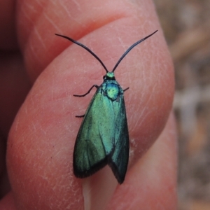 Pollanisus viridipulverulenta at Mulligans Flat - 4 Nov 2023 02:01 PM